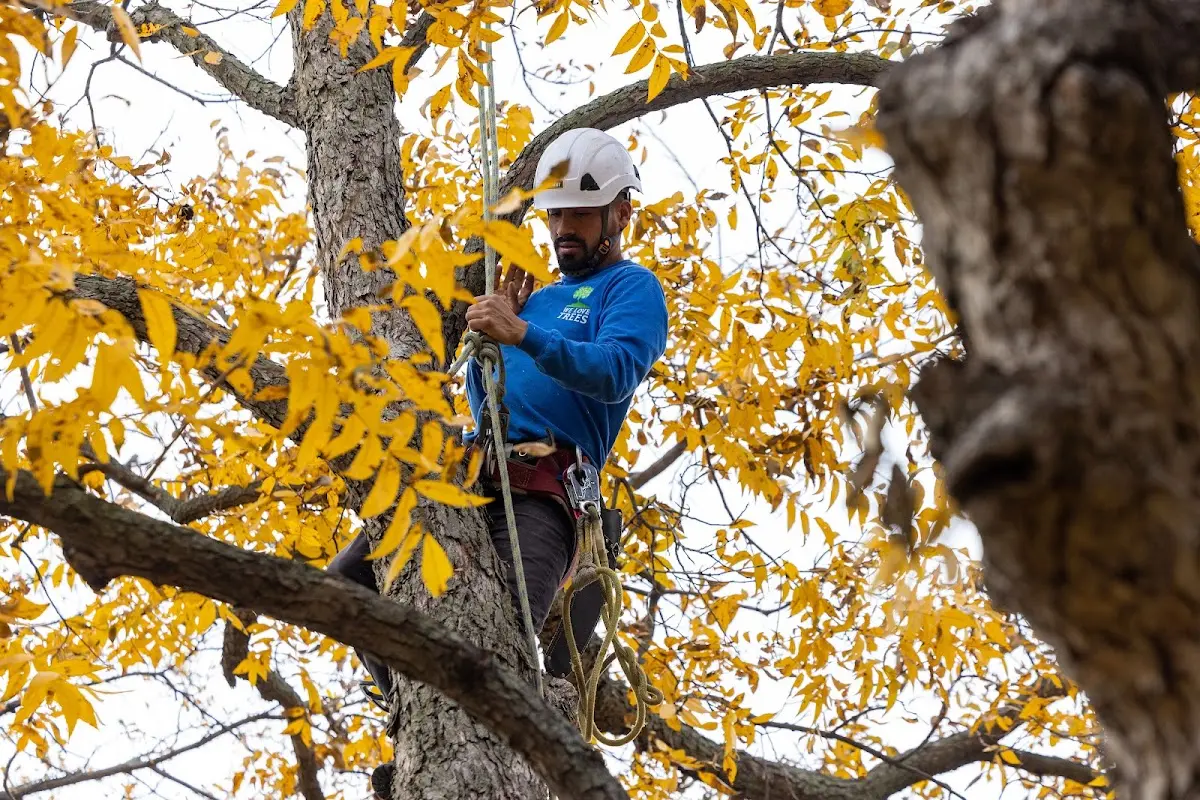 Skilled Tree Pruning crew working in Medicine Bow