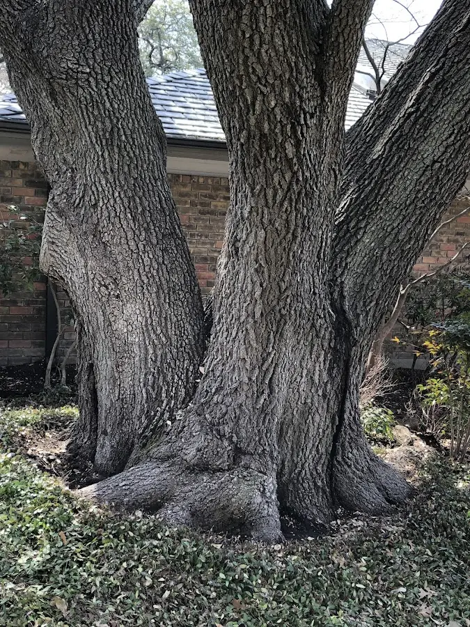 Mature heritage tree close to a Medicine Bow property cared for by certified arborists